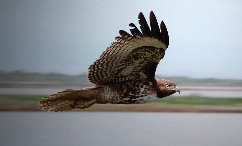 Northern Harrier - Petra Cofta.jpg